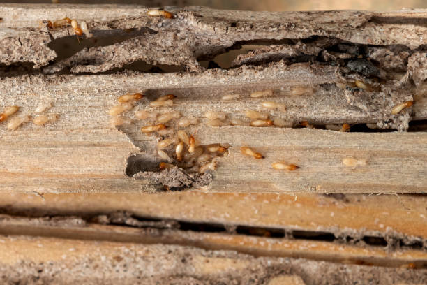 Best Commercial Pest Control Services  in Matoaca, VA